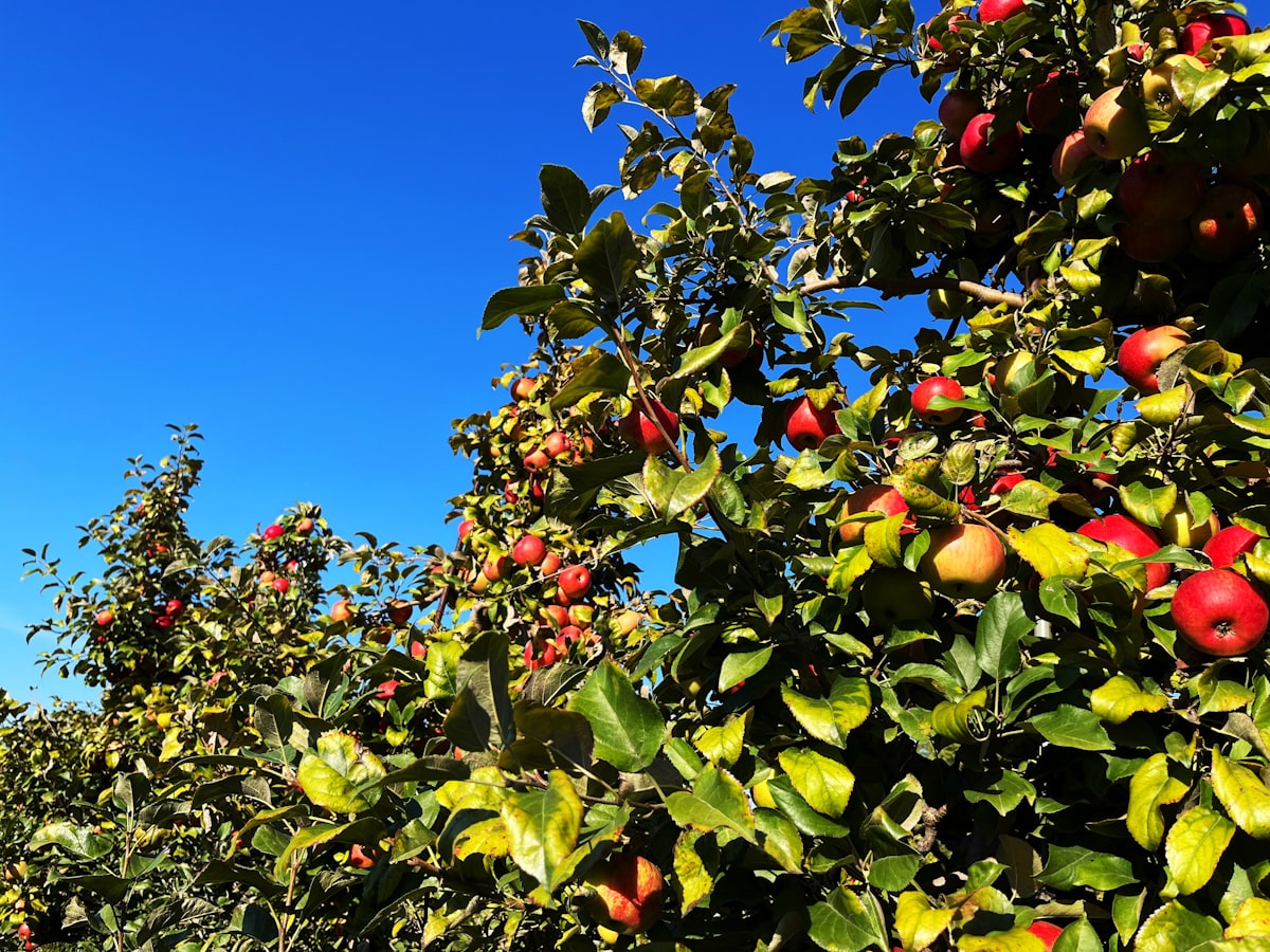 El Paso’s Favorite Fall Apple Festival Is Back for 2026