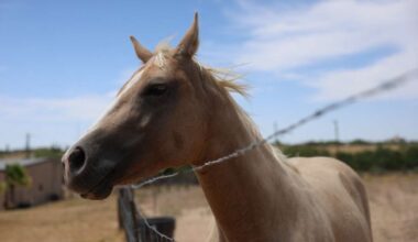 First US horse case of screwworm detected in Texas border county