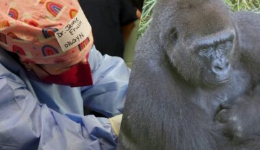Dallas Zoo gorilla’s pregnancy leads to rare surgery by human doctors – NBC 5 Dallas-Fort Worth
