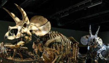 Rare dinosaur exhibition makes U.S. debut at Perot Museum