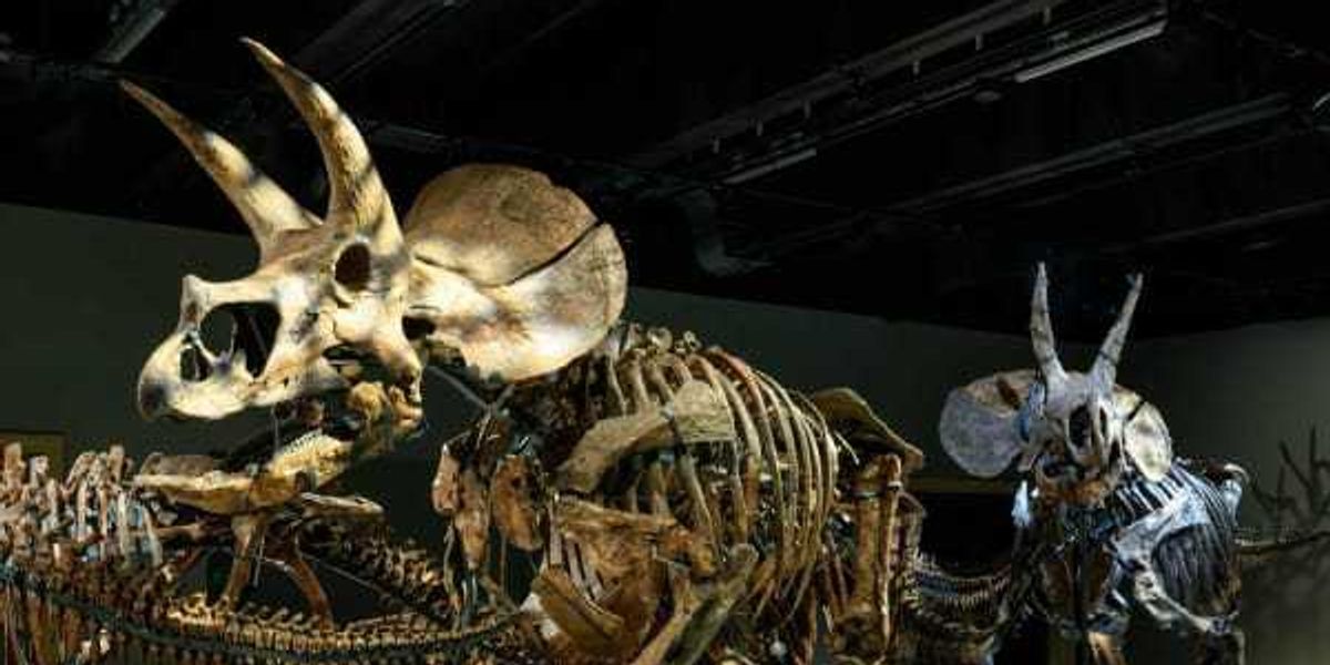 Rare dinosaur exhibition makes U.S. debut at Perot Museum