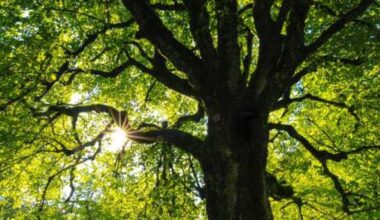 Now is the time to sign up for Dallas' free tree giveaway
