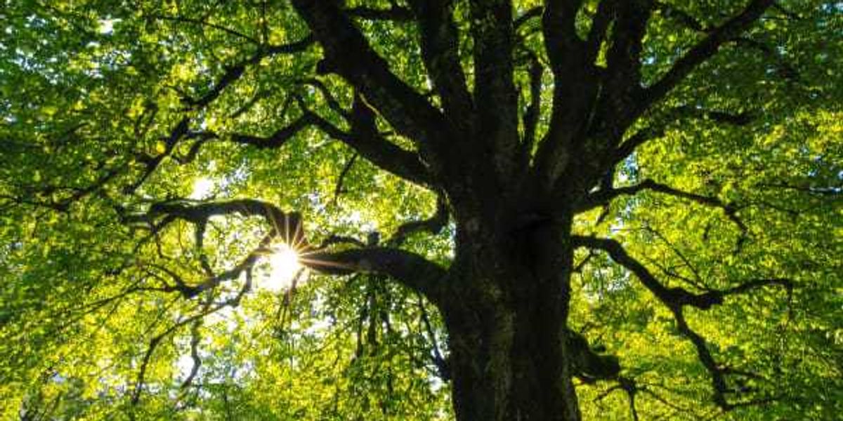 Now is the time to sign up for Dallas' free tree giveaway