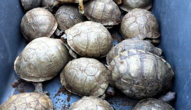 191 turtles and tortoises found in unusual shipment at North Texas FedEx office