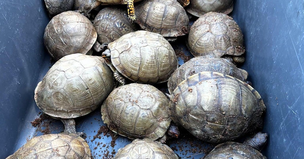 191 turtles and tortoises found in unusual shipment at North Texas FedEx office