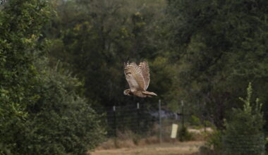 Athena's surviving owlet released at Wildflower Center