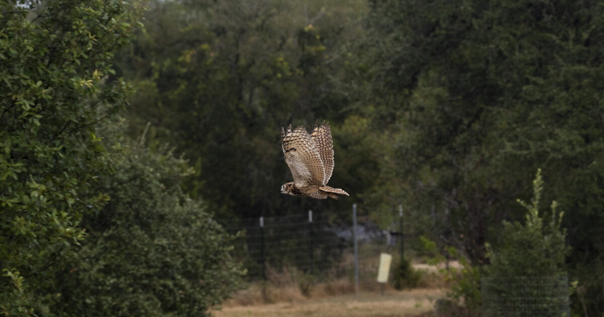 Athena's surviving owlet released at Wildflower Center