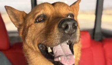 Clifford, a big red dog, is waiting for a furever home after a dramatic El Paso rescue