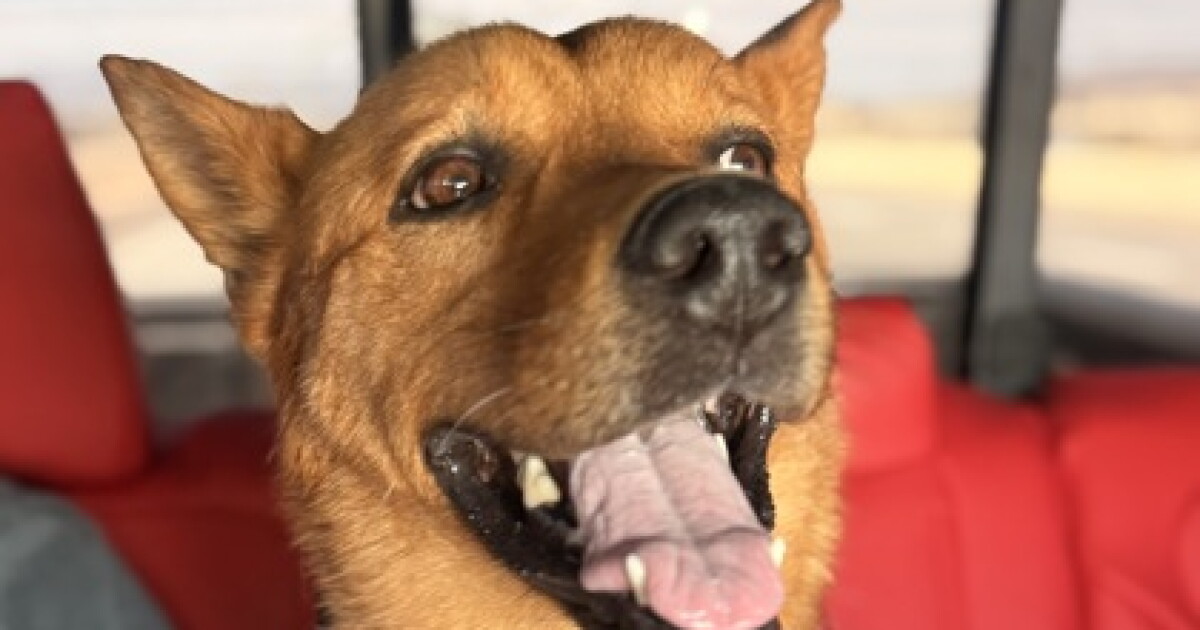 Clifford, a big red dog, is waiting for a furever home after a dramatic El Paso rescue