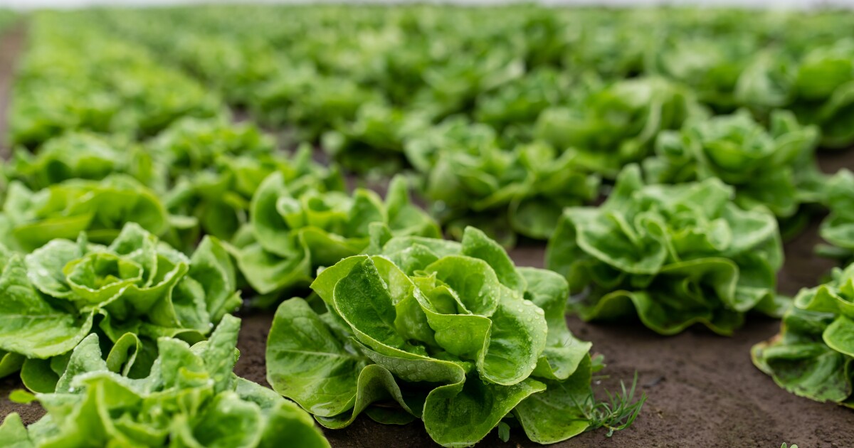 Food recalls are shaking consumer trust. Here's what's next.