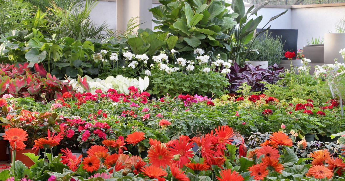 Shoal Creek Nursery offers local plants, gardening advice in Central Austin