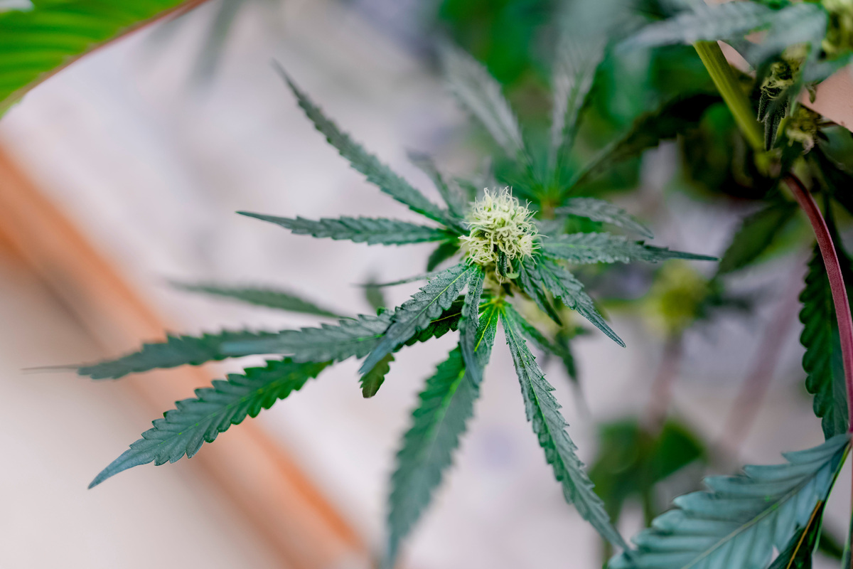 Marijuana is grown under LED lights at the Kush House medical marijuana grow site in Hydro, Okla., on Monday, Aug. 24, 2026.