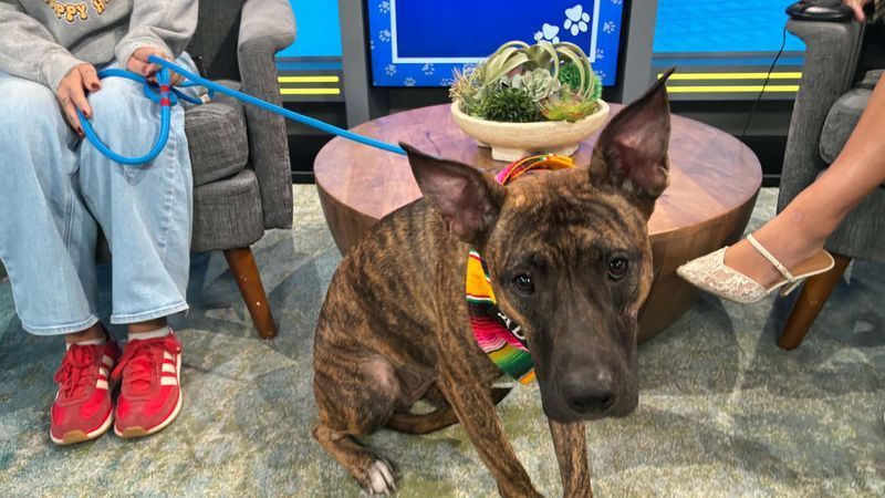 Get ready for a whole lot of cuteness! Our friends at Happy Hearts Dog Rescue are on a mission to give deserving dogs a second chance at happiness, and one very special pup is hoping to find her forever family!