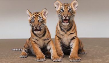 Fort Worth Zoo welcomes twin Sumatran tiger cubs