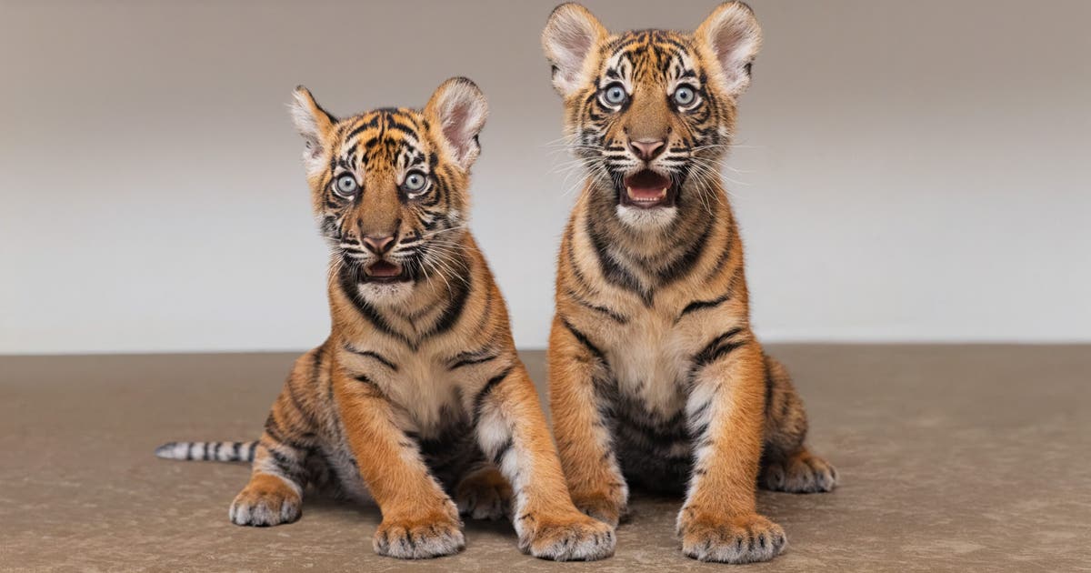 Fort Worth Zoo welcomes twin Sumatran tiger cubs