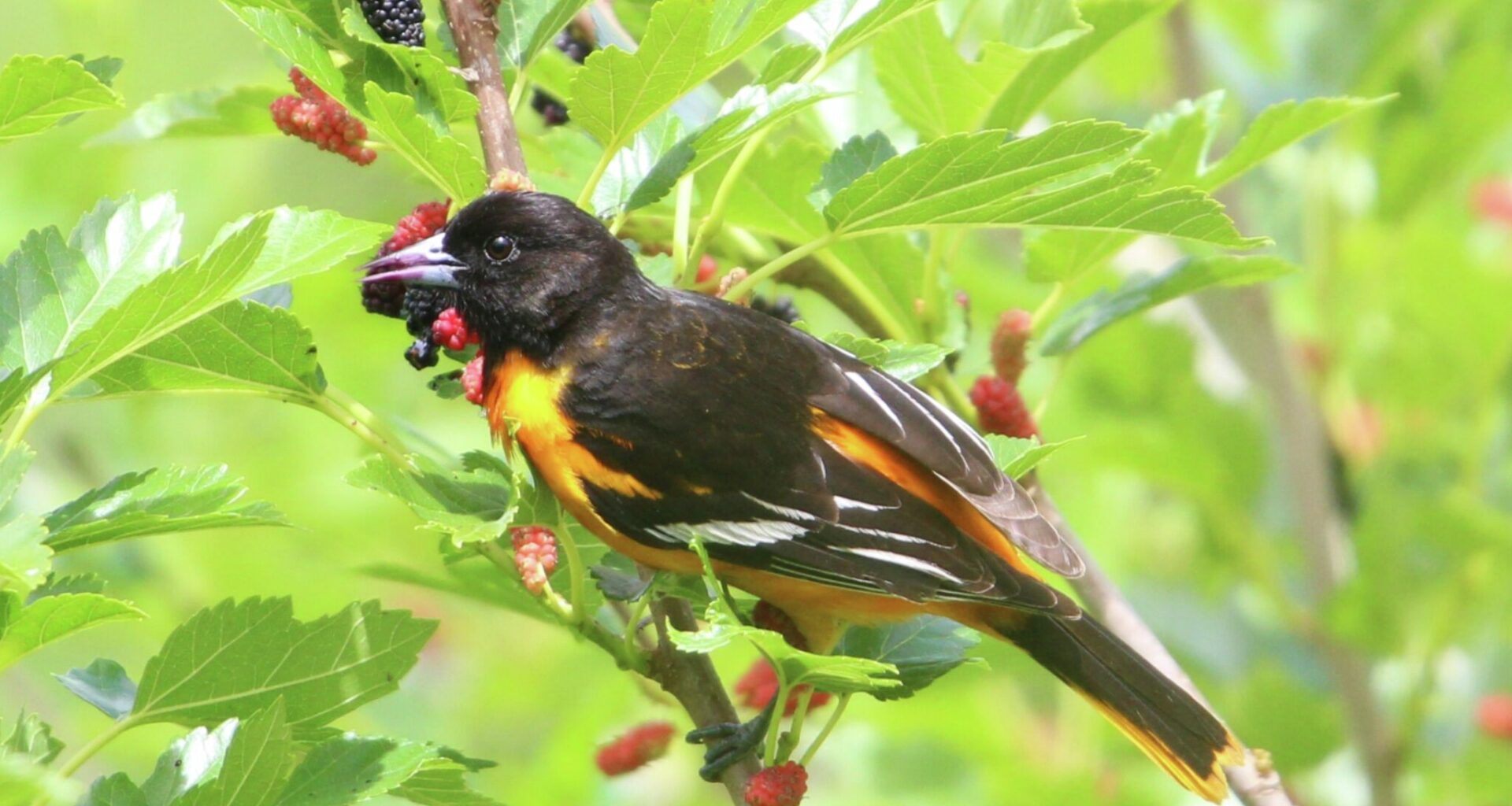 4 birds you're seeing everywhere in Houston this fall