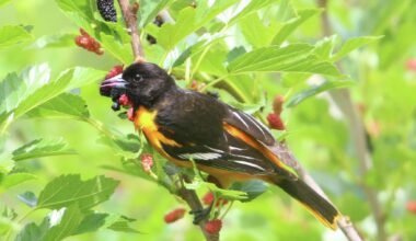 4 birds you're seeing everywhere in Houston this fall
