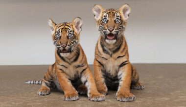Fort Worth Zoo welcomes 2 rare Sumatran tiger cubs