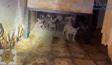 45 Chihuahua-mix dogs rescued from north Houston mobile ho