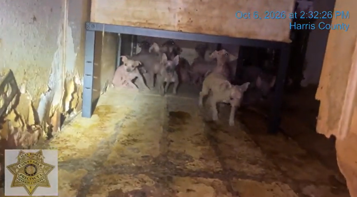 45 Chihuahua-mix dogs rescued from north Houston mobile ho