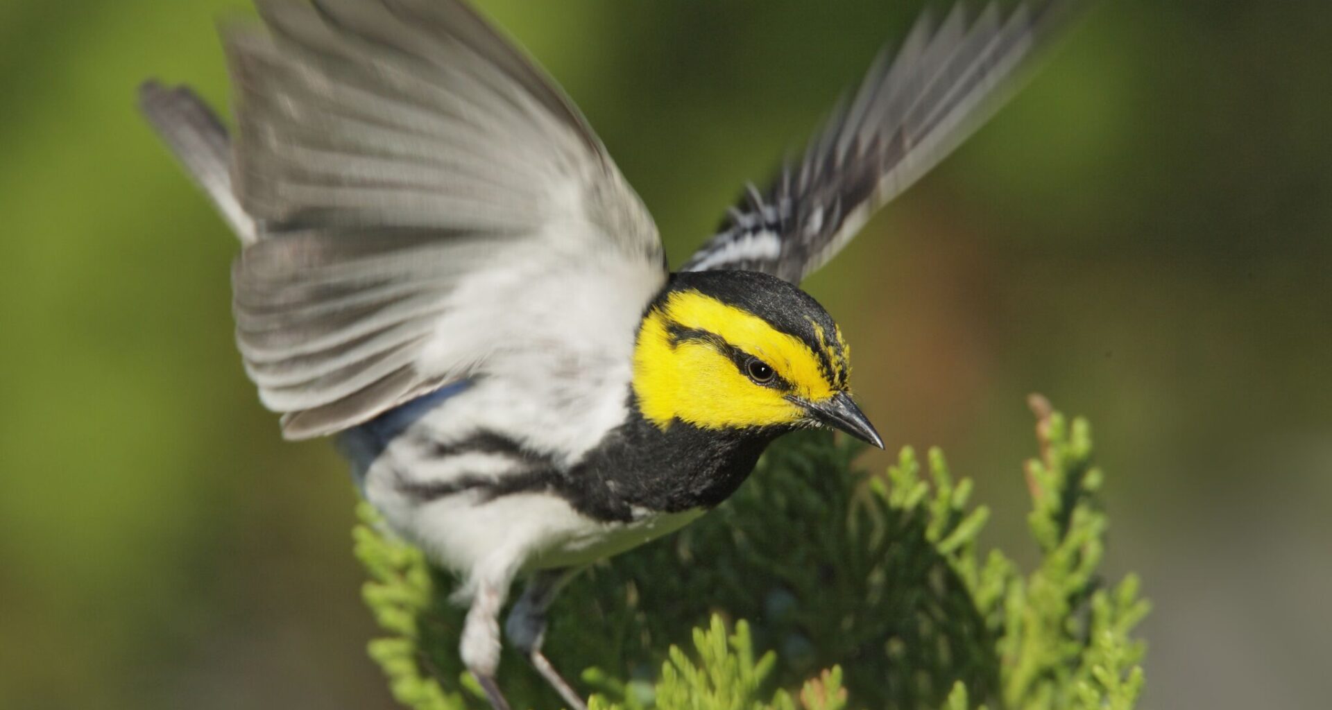 Travis Audubon votes to keep name despite controversy