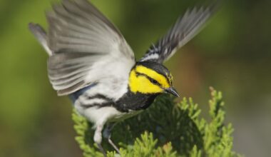 Travis Audubon votes to keep name despite controversy