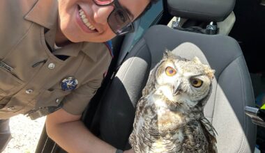 Texas DPS trooper rescues injured great horned owl from highway