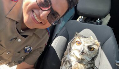 Texas DPS trooper rescues injured owl off I-10