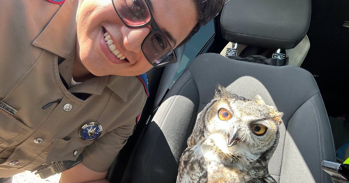 Texas DPS trooper rescues injured owl off I-10
