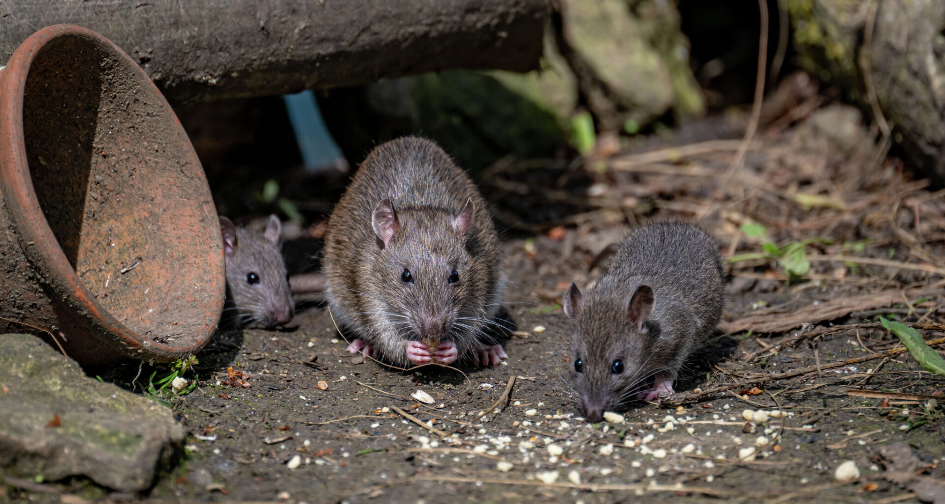 Houston, Dallas among nation's most rat-infested cities
