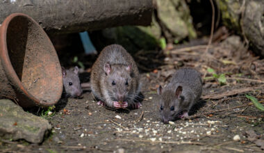 Houston, Dallas among nation's most rat-infested cities