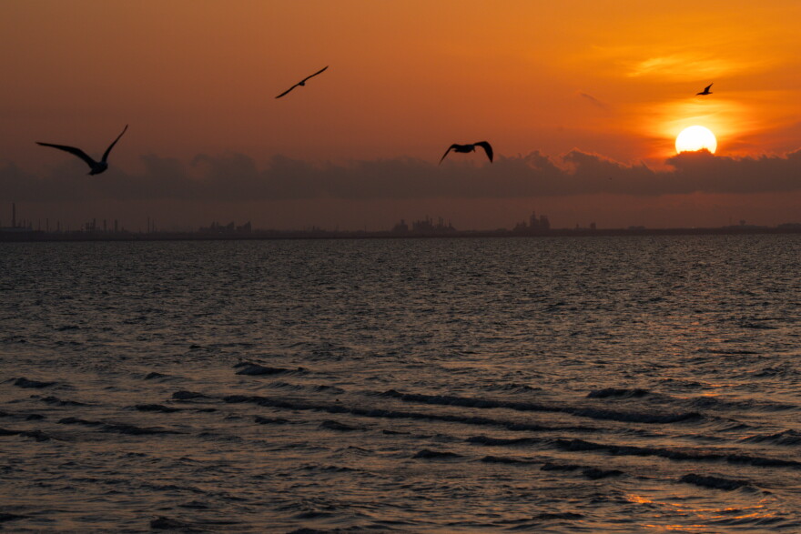 Seagulls fly over Corpus Christi Bay.