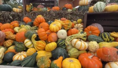 How the weather shapes the pumpkins you find in the pumpkin patches