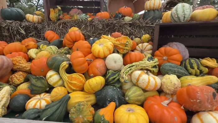 How the weather shapes the pumpkins you find in the pumpkin patches