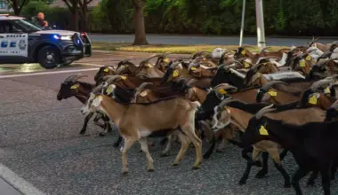 The goats and sheep are gone: Northaven Trail's TAILS program wraps up its second season