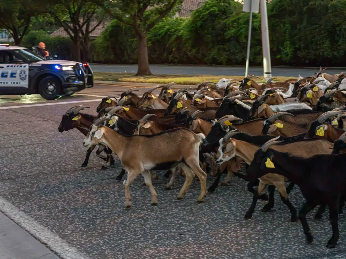 The goats and sheep are gone: Northaven Trail's TAILS program wraps up its second season