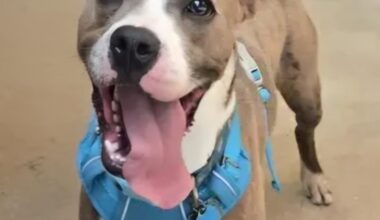 Good Day Good Dog: Draco