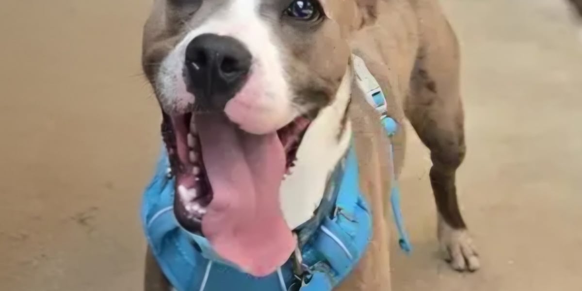 Good Day Good Dog: Draco