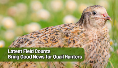 Positive Quail Surveys Signal Another Successful Season Ahead