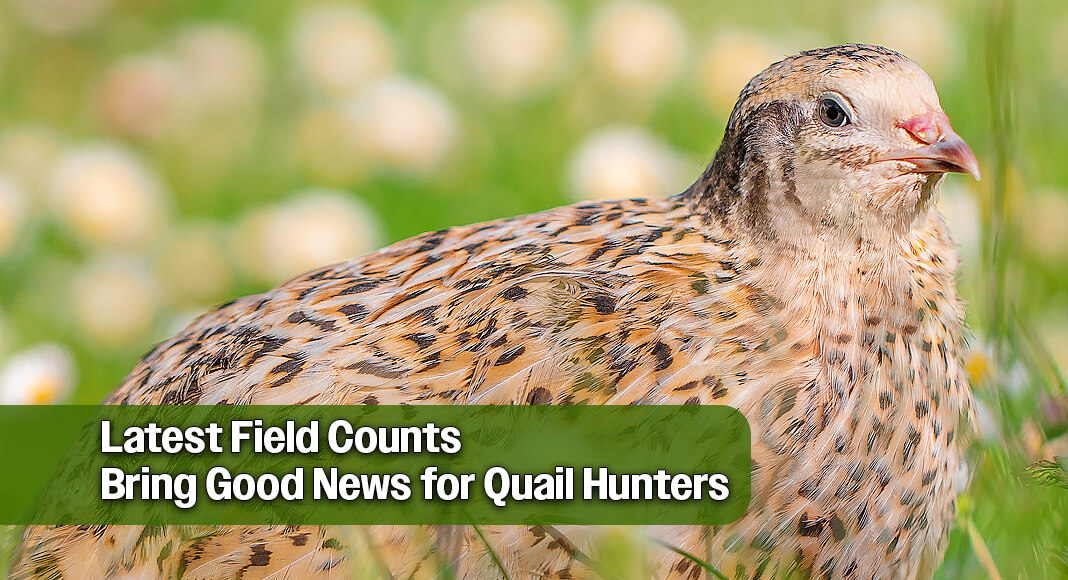 Positive Quail Surveys Signal Another Successful Season Ahead