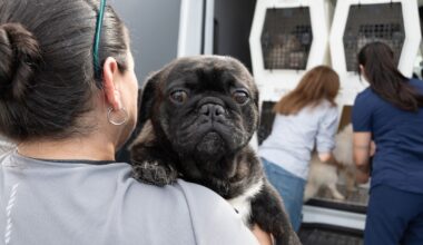 42 animals arrive at Austin Humane Society after being rescued from Bastrop County home