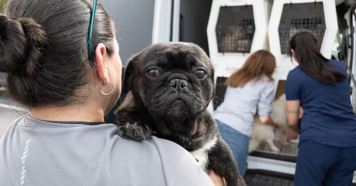 42 animals arrive at Austin Humane Society after being rescued from Bastrop County home