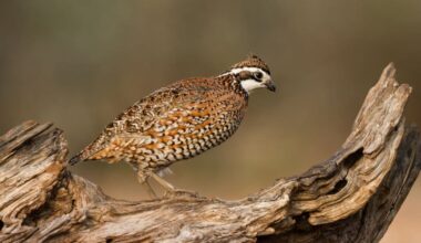 Texas quail season opens Nov. 1 after survey shows strong populations