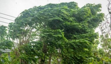 San Antonio cold front prep: What to do tonight before 50 mph wind gusts arrive