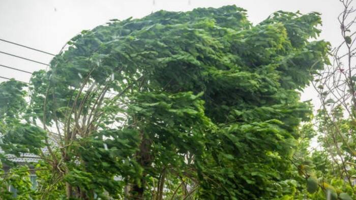 San Antonio cold front prep: What to do tonight before 50 mph wind gusts arrive