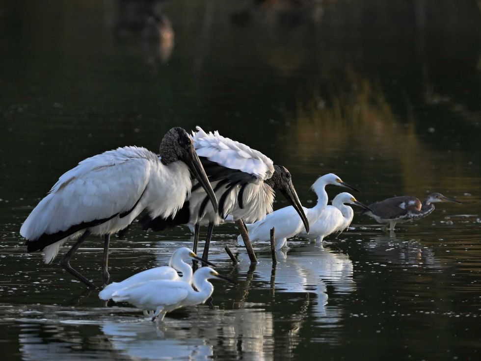Mitchell Lake Audubon Center, nature preserve, birding, San Antonio, South Side