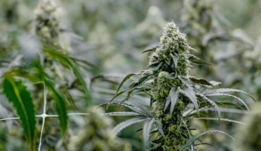 Mazzei, Munson walk fine line on Oklahoma's marijuana freefall