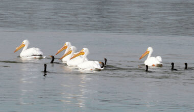 Birds swim in White Rock Lake, Monday, Feb. 9, 2026, in Dallas.
