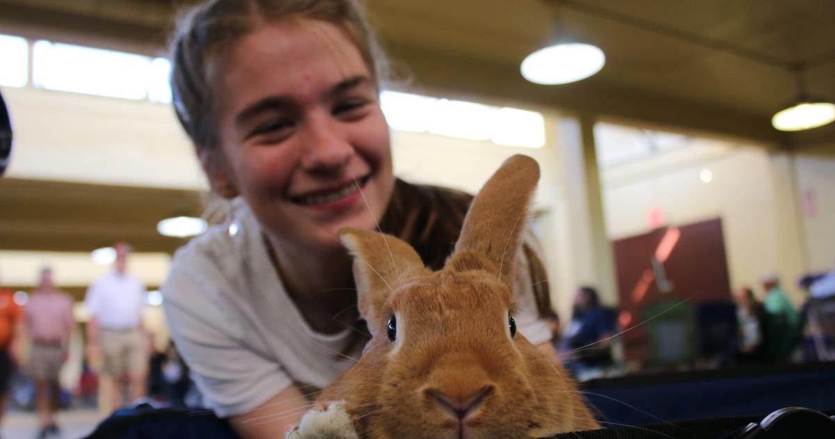 No small feat: Plano student cinches ribbons with rabbit Zeus | Homepage