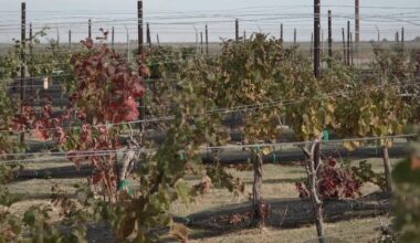 South Plains winery faces early harvest, drop in alcohol sales